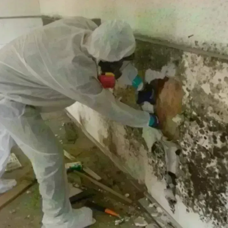 Mold Remediation and Removal in Spring Creek, NV